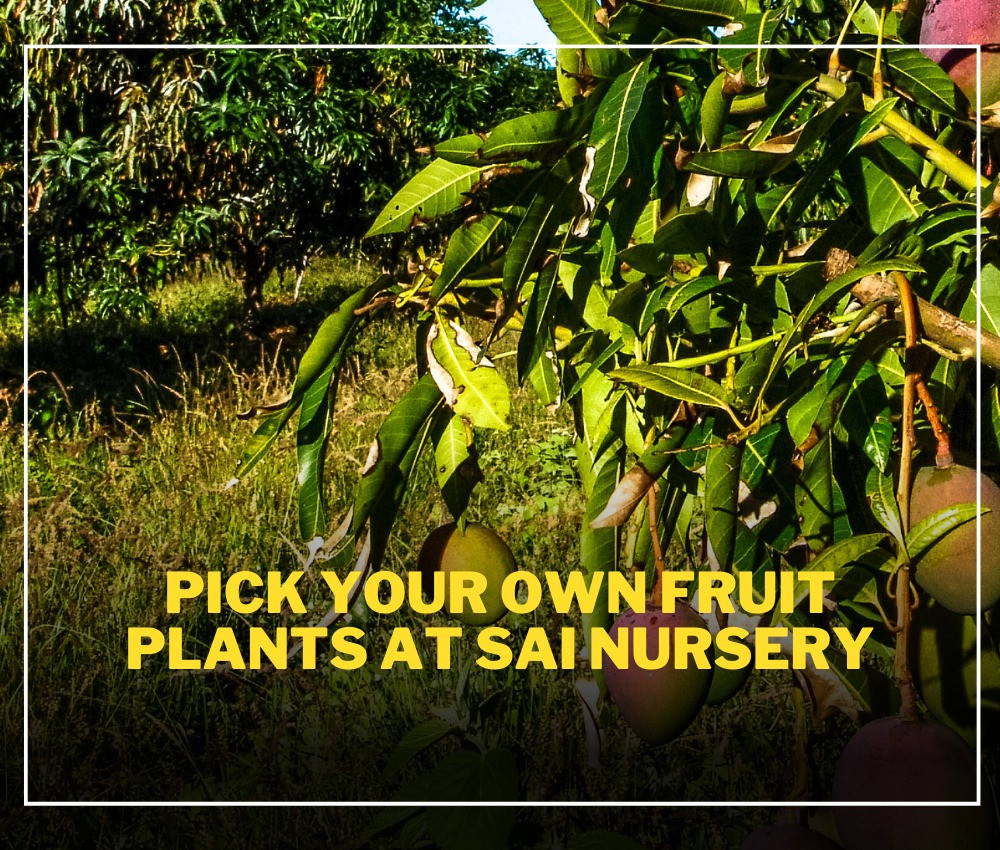 Pick Your Own Fruit Plants at Sai Nursery